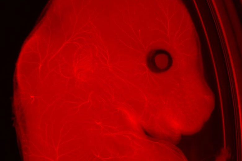 Mouse embryo