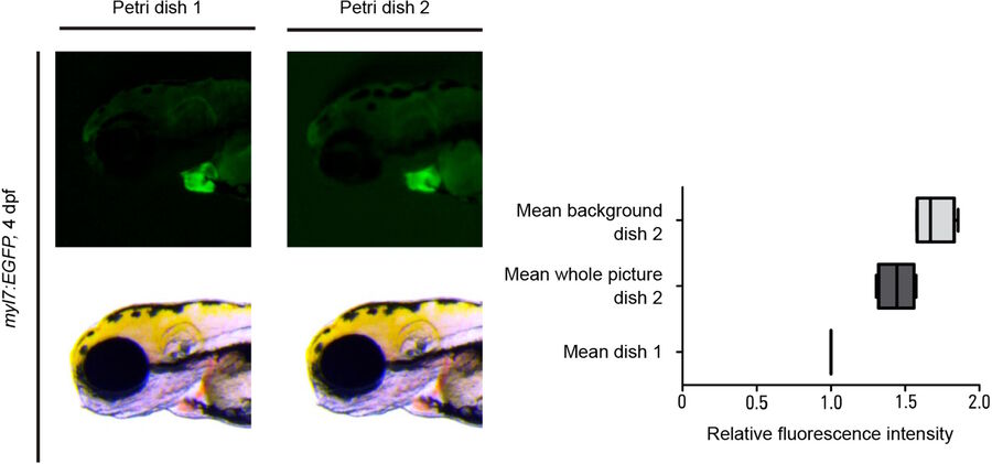 Fluorescence stereo microscope images of a myl7:EGFP transgenic zebrafish larva 4 days post fertilization (dpf), which has fluorescently labelled heart muscle, in plastic petri dishes