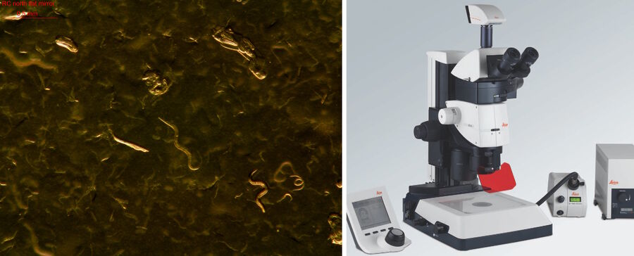 Fig. 8: Image (left) of C. elegans taken with a Leica microscope camera using a transmitted light base (right). The Rottermann contrast enables the worms on the agar background to be cleary visible.