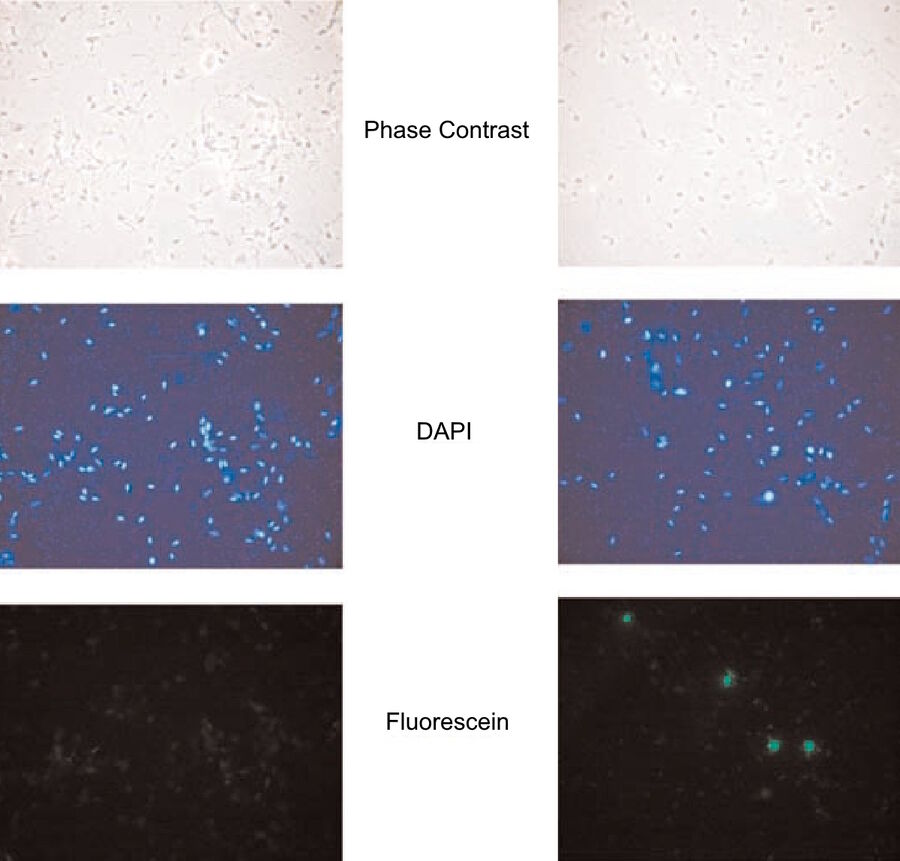 Mixture of canine, feline, bovine, equine, caprine, ovine, porcine, murine, and human sperm were stained with SPERM HY-LITER™ and visualized using phase contrast, DAPI, fluorescein filters.