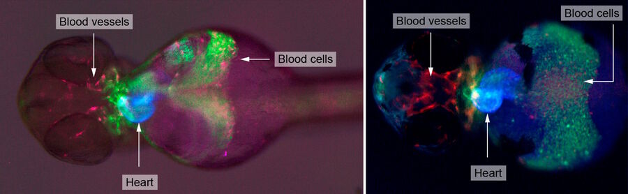 Fig. 15: M205 FA images of 2 different transgenic zebrafish larvae having the fluorescent proteins myl7:AmCyan, labeling the heart muscle blue, lmo2:dsRED2, labeling the blood and blood vessels red, and drl:EGFP, labeling all circulatory system cells green. The fluorescence illumination conditions are the same for both. The larva image on the left includes also bright field illumination as an overlay (14 ms exposure, Rottermann contrast with diaphragm base 80% opened). The red tone of the left image was changed to magenta during post-processing (ImageJ software version 1.50d). The larva image on the right has no bright field illumination. By comparison, it can be seen that the bright field illumination reveals additional structural information.