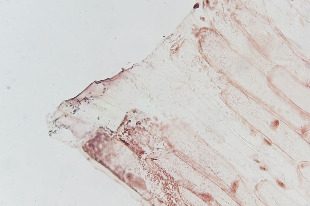 Image of an onion flake taken with a basic Leica compound microscope after it was tested for resistance to fungus and mold growth following part 11 of the ISO 9022 standard. Image_of_an_onion_flake_acquired_after_ISO_9022-11_test.jpg