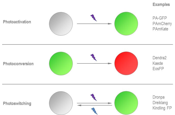 Photoactivatable FPs can be switched "on" from a non fluorescent state in a fluorescent state by irradiation with light in the blue/violet spectrum