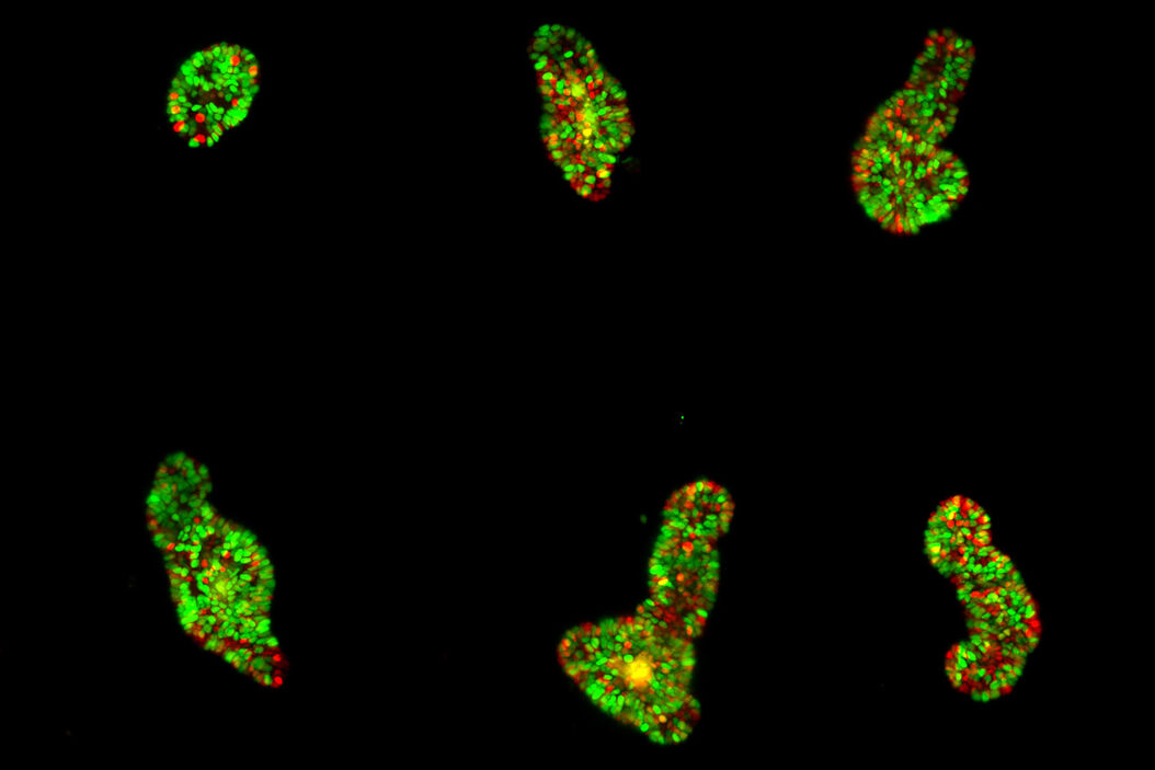 Intestinal organoids label with FUCCI reporter to follow cell cycle dynamics. Courtesy of Franziska Moos. Liberali lab. FMI Basel (Switzerland). Explore-life-events-with-long-term-imaging.jpg