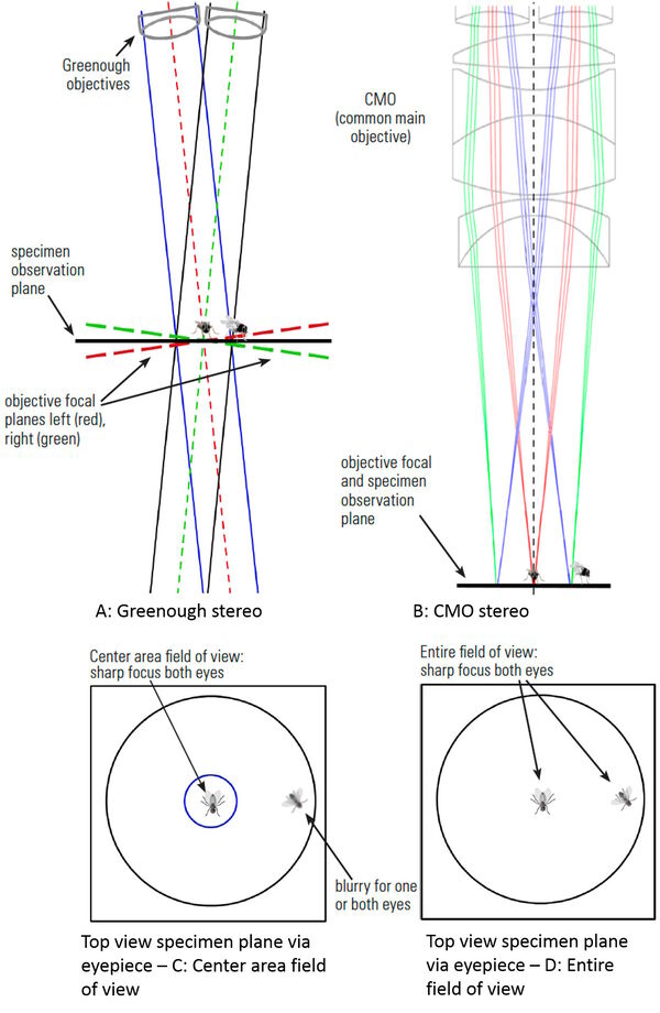 Figure 6: Two flies observed by a stereo microscope: A) and C) Greenough optics where specimens in the center at the point of convergence of the two objective light beam paths are in focus and give a good 3D impression, but specimens away from the center cannot be in sharp focus simultaneously for both eyes; and B) and D) CMO (common main objective) optics where the flies are in the same focal plane over the entire field of view and in sharp focus for both eyes, permitting more efficient fly pushing.
