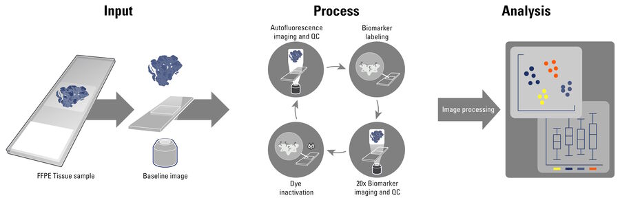 Figure 1: The Cell DIVE multiplexing workflow. A single FFPE tissue sample undergoes a controlled and standardized process of repeated staining and imaging to capture spatial information on up to 60 biomarkers.