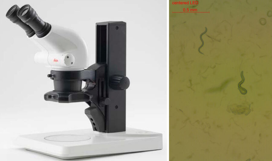 Fig. 4: Image (right) of C. elegans on agar recorded with a Leica Greenough stereo microscope and the LED2500 light stand (left). Sharp contrast in the image allows the worms to be easily distinguished from the agar.