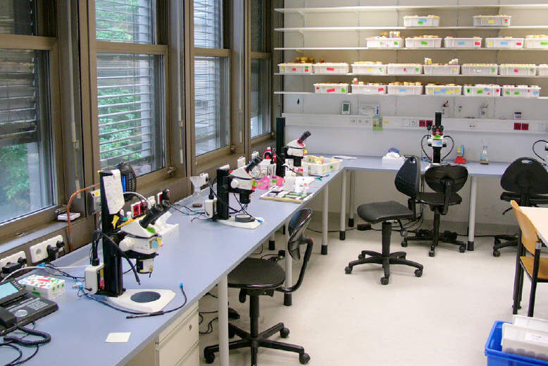 Figure 3: Typical fruit fly lab where M60 and M80 stereo microscopes with incident lighting (spotlight illumination) are used for fly pushing (sorting of the flies).