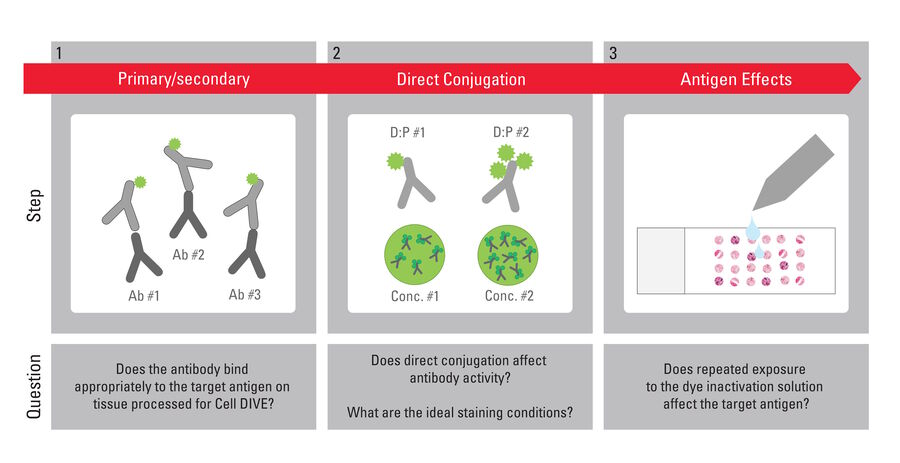 Figure 2: The Cell DIVE antibody characterization workflow. The characterization steps answer specific questions about an antibody’s suitability and optimal use in the Cell DIVE multiplexing workflow. Each step includes extensive controls and careful comparisons to parameters reported in the literature.