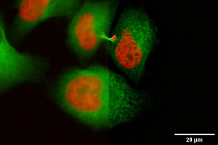 [Translate to chinese:] HeLa Kyoto cells (HKF1, H2B-mCherry, alpha Tubulin, mEGFP). Left image: Maximum projection of a z-stack prior to ICC and LVCC. Right image: Maximum projection of a mosaic z-stack after ICC and LVCC.