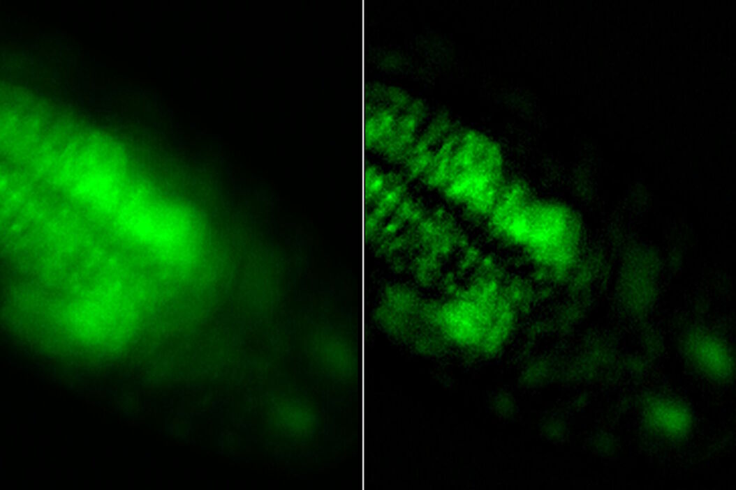 [Translate to chinese:] Raw widefield and THUNDER image of calcium transients in Drosophila embryos. Courtesy A. Carreira-Rosario, Clandinin laboratory, California, USA. Calcium_transients_in_Drosophila_embryos_teaser.jpg