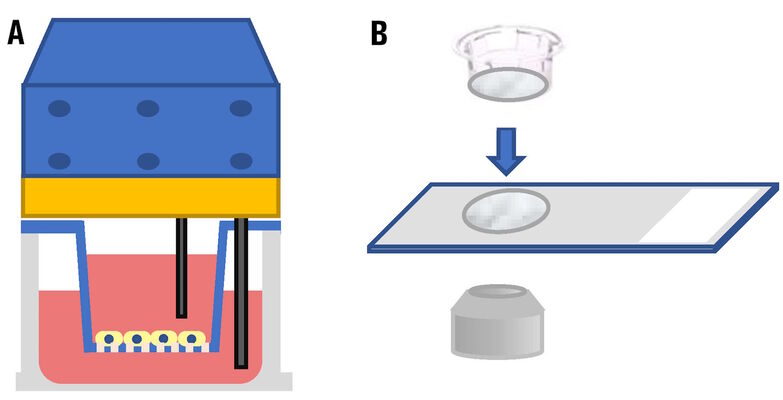 Fig. 1: Evaluating cells in cell-culture inserts and a multi-well plate using: A) an electrode to check the resistance or B) placing the insert on a glass slide and observing it with an inverted compound microscope.