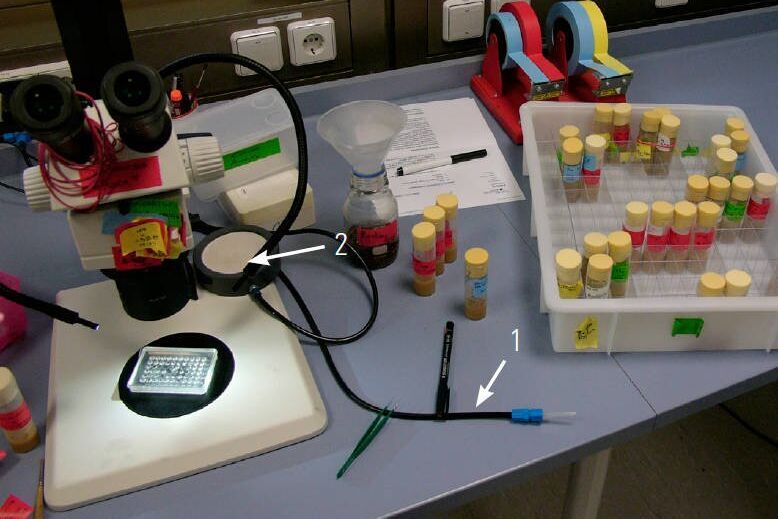 Figure 4: Fly pushing station showing a M80 stereo microscope with gooseneck spotlight illumination, tube with CO2 to anesthetize flies inside vials (1), flypad with CO2 to keep flies anesthetized during sorting (2), rubber bands to bundle tubes together, and stickers or tape to label tubes.