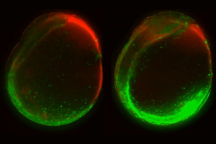 [Translate to chinese:] Developing zebrafish (Danio rerio) embryo, from sphere stage to somite stages.