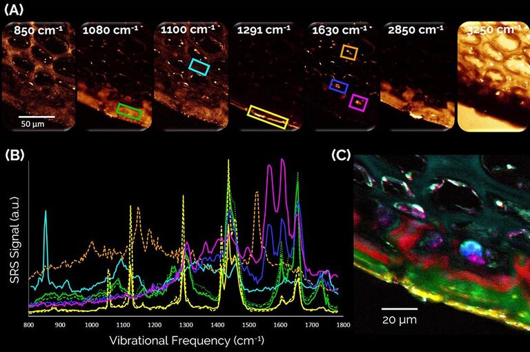 Visualizing the endogenous biochemical composition of a fresh, untreated apple slice. (A) Representative frames of an SRS spectroscopic image stack. (B) SRS spectra of the regions of interest shown in (A). Yellow: outermost peel consisting of a waxy phase of long-chain saturated fatty acids. Green, red: inner cuticular layers made of short-chain unsaturated fatty acids. Blue, magenta: polyphenolic compounds. Cyan: cell walls made of polysaccharides. Orange: carotenoid pigments. (C) 8-color spectral unmixing result showing the biochemically distinct structures.