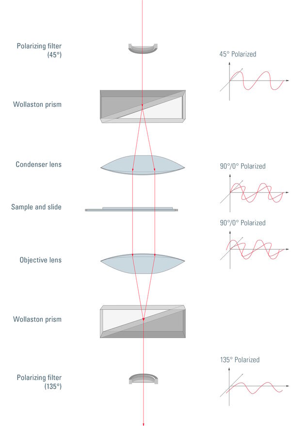 Unpolarized light passes through a polarizing filter and is then polarized at 45°.