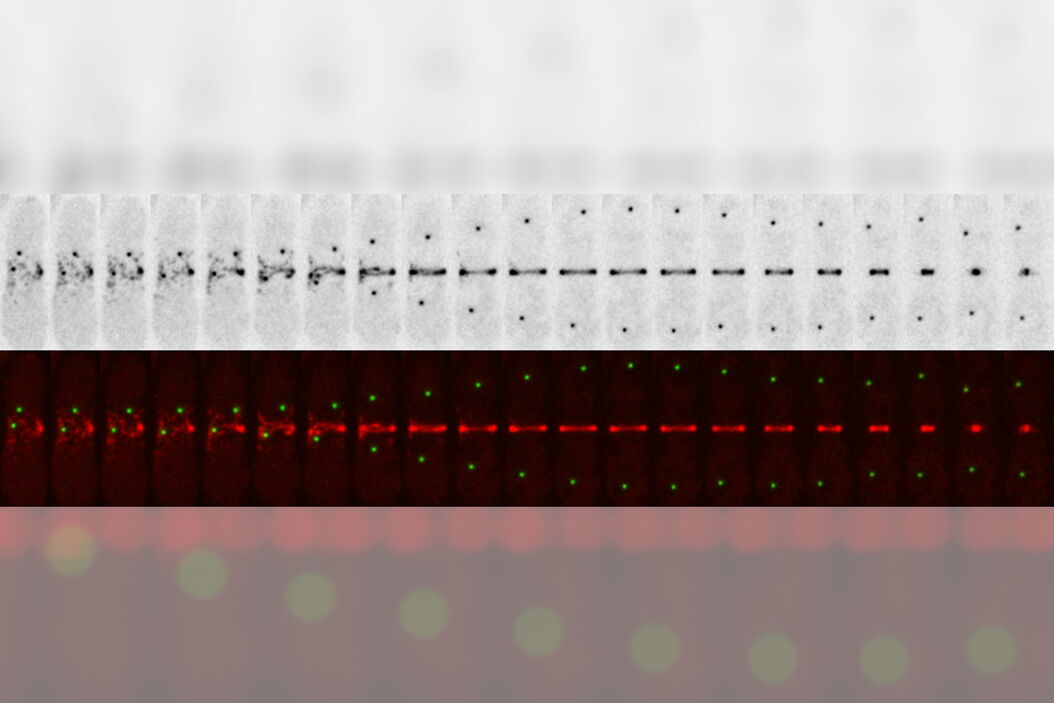 Dividing fission yeast S. pombe stained with two markers against spindle pole bodies (Pcp1-GFP, green) and cytokinesis ring (Rlc1-mCherry; red). Studying_Cell_Division_teaser.jpg