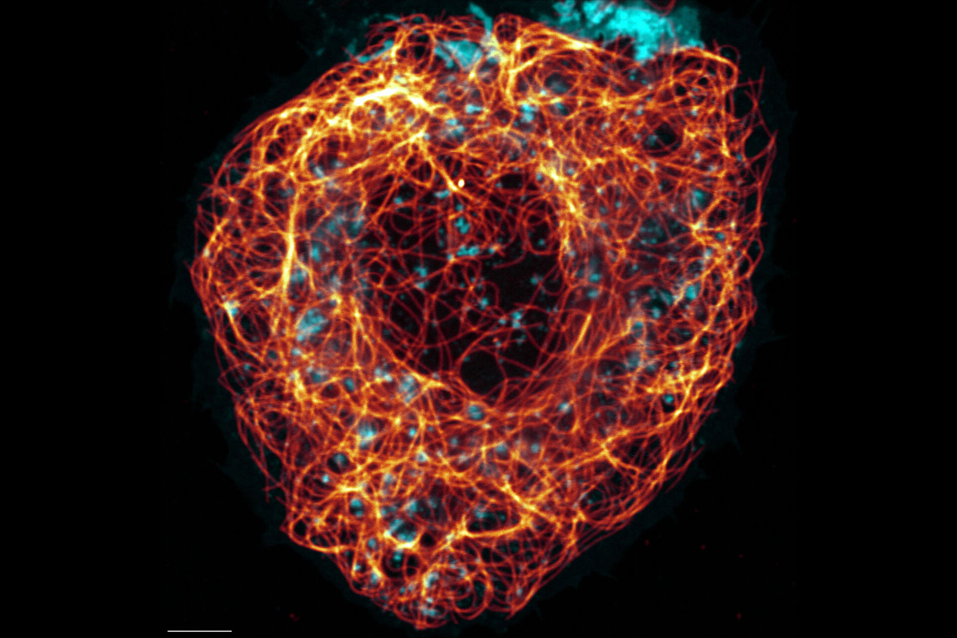 Cytoskeleton and membranes in live cell imaged with TauSTED - Confocal