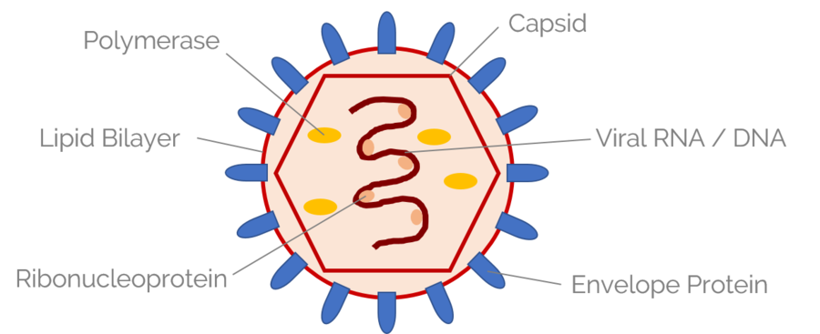 图1：病毒粒子的典型结构：蛋白质如聚合酶、核酸（RNA或DNA）、脂质双层（包被）、包膜蛋白、核糖核蛋白和衣壳。