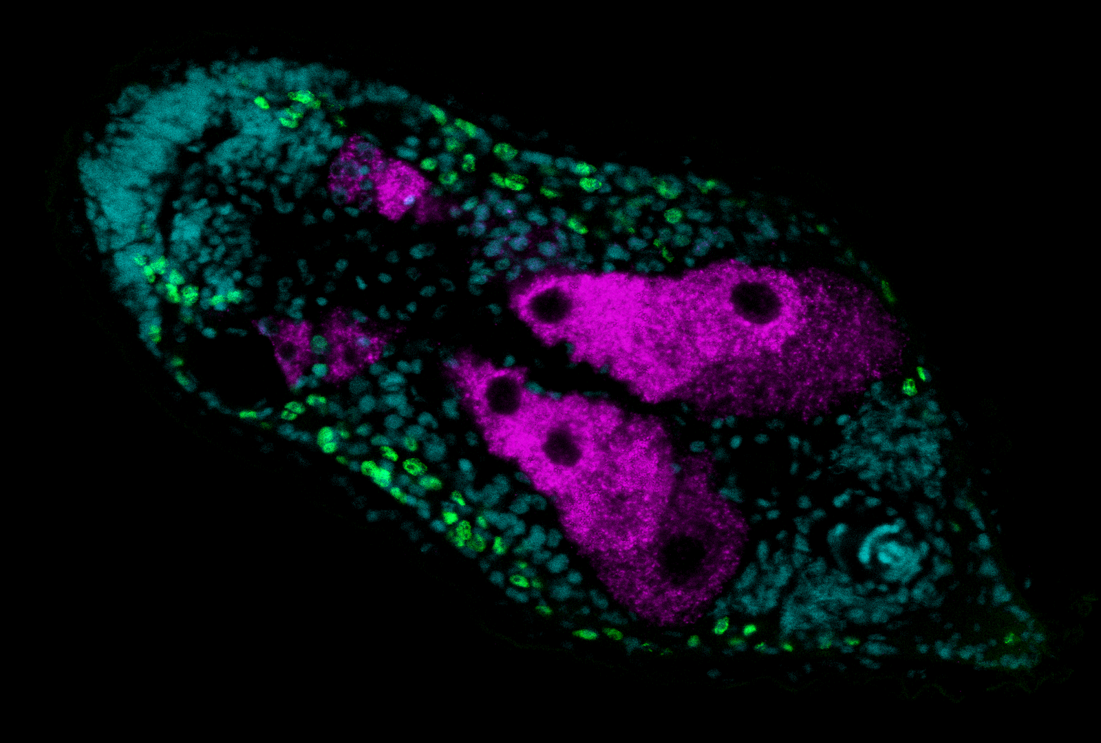 This confocal image shows one scan layer of the acoel worm Isodiametra pulchra. The following parts are stained: cyan: nuclei, green: stem cells, magenta: expression of the genes T-Brain/Eomes (gonads und oocytes). Left: anterior. The worm is about 1 mm of size. Photo: Aina Børve, Sars 
