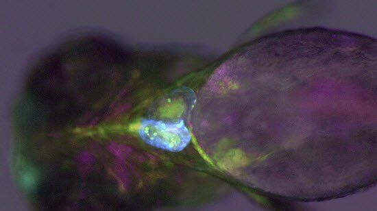 Transgenic zebrafish larva where fluorescent proteins label the heart muscle blue, blood and blood vessels red, and all circulatory system cells green. Image recorded with a M205 FA microscope.