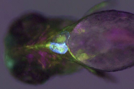 Transgenic zebrafish larva where fluorescent proteins label the heart muscle blue, blood and blood vessels red, and all circulatory system cells green. Image recorded with a M205 FA microscope. Transgenic_zebrafish_larva.jpg