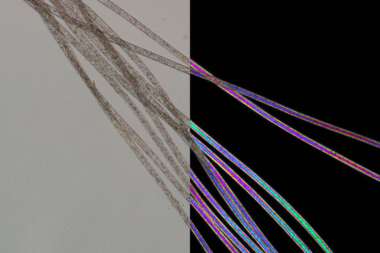 左图：使用平行偏振光成像的尼龙纤维。右图： 使用正交偏振光成像的相同尼龙纤维显示典型的高阶双折射颜色。使用 DM4 P 显微镜、透射光、20 倍 Plan Fluotar 物镜和偏振光拍摄的图像。