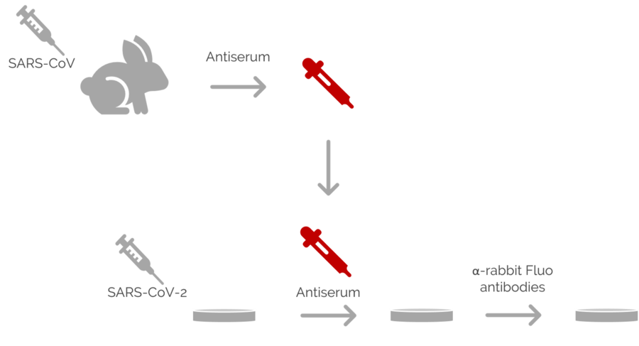 One of the experiments of Ogando et al. [1] involved the use of immunofluorescence microscopy to image Vero E6 cells. In principle, they explored the potential of antisera which have been produced against SARS-CoV in rabbits or mice during the outbreak in 2002 and 2003. They used different rabbit antisera as a 1st set of antibodies. Then, these rabbit antisera were labeled with a 2nd set of antibodies which were fluorescent. Subsequently, fluorescence microscopy was performed with a DM6 B microscope.