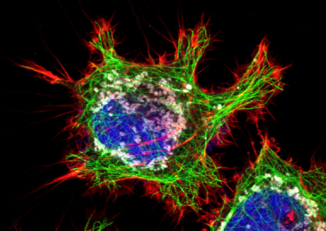 HeLa cells (fi broblasts) without crosstalk; blue: Dapi, nucleus; green: Alexa 488, tubulin; red: TRITC phalloidin, actin; grey: Mito Tracker Red CMXRos, mitochondria.