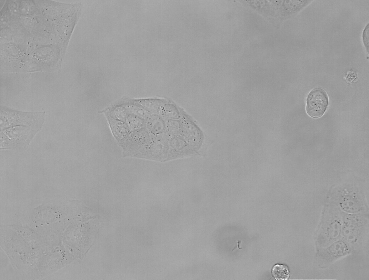 Cellule MDCK, microscopio ottico a campo chiaro