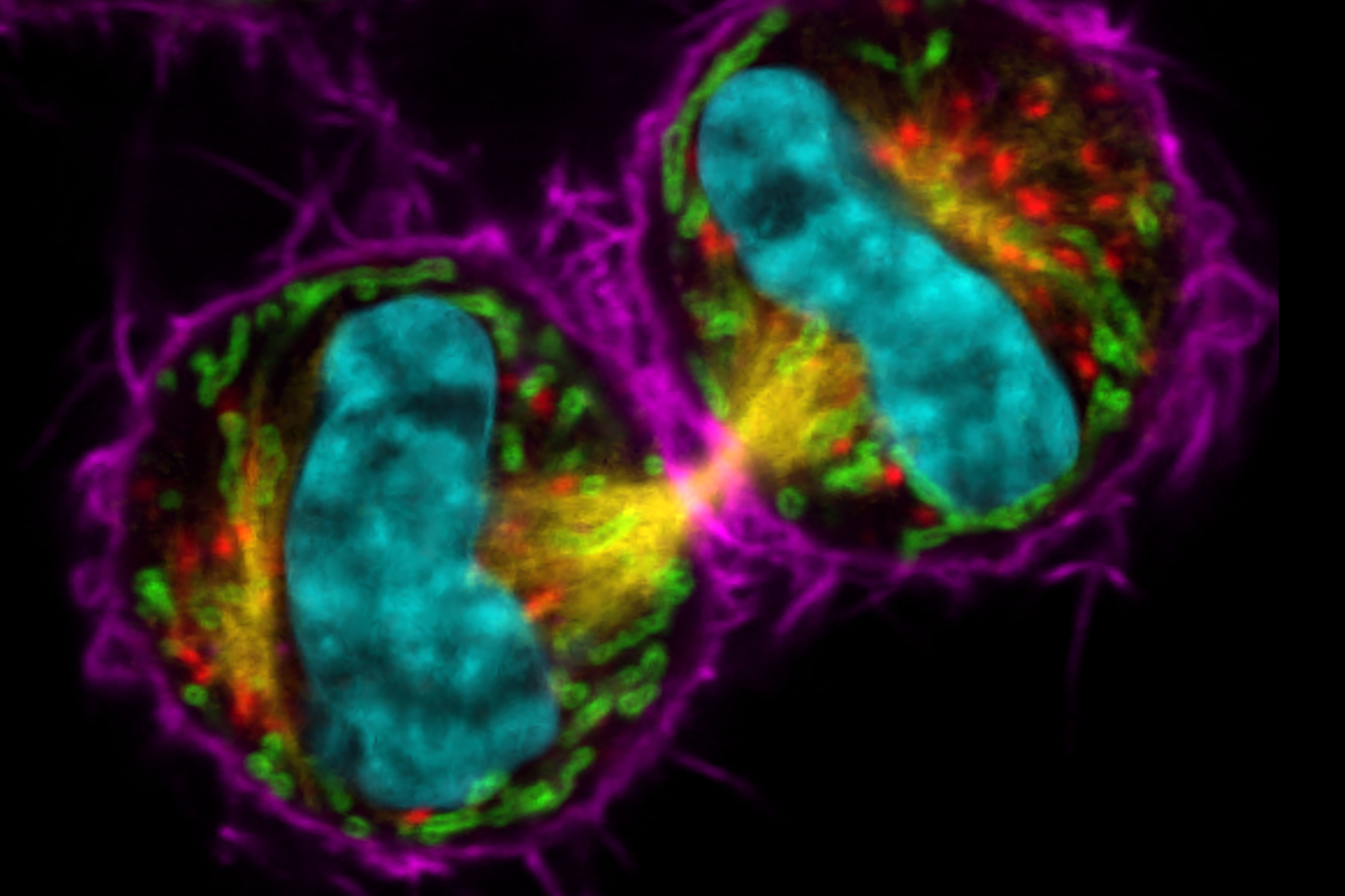 有丝分裂的 COS7 有丝分裂细胞。染色质（青色，mCherry）、有丝分裂纺锤体（黄色，EGFP）、高尔基体（红色，Atto647N）、线粒体（绿色，AF532）、肌动蛋白丝（洋红色，SiR700）。 样品提供： 雅娜-多纳（Jana Döhner）博士和乌尔斯-齐格勒（Urs Ziegler）博士。表达 mCherry 的细胞由 Daniel Gehrlich 惠赠。SiR 由 Spirochrome 惠赠。