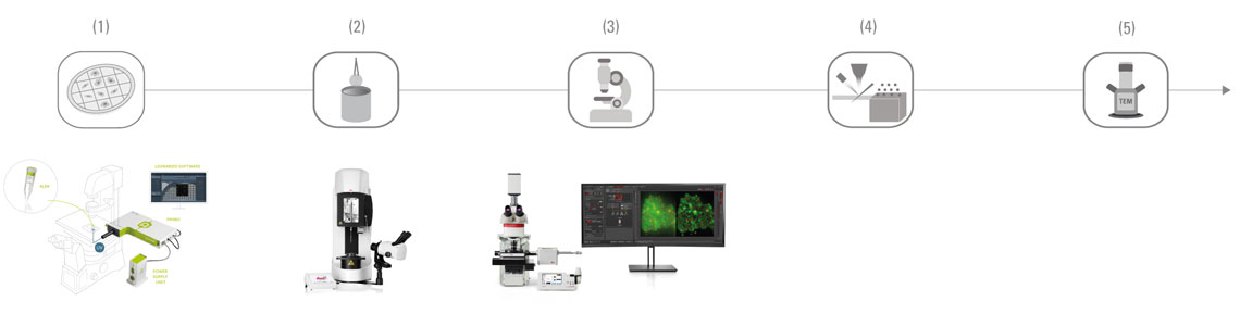 Cryo On-Grid Lamella Workflow (a) Cryo On-Grid Lamella Workflow - Using the Thermo Fisher Aquilos cryo-FIB SEM. (1) Cell positioning with PRIMO | (2) Plunge freezing (EM GP2) | (3) Identifying the region of interest (THUNDER Imager EM Cryo CLEM) | (4) Milling and coating with the Thermo Fisher Aquilos cryo FIB SEM | (5) Imaging in the TEM