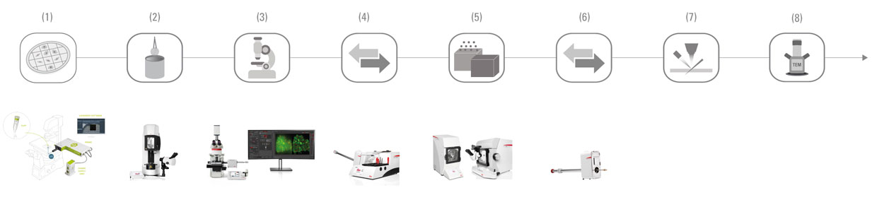 Cryo On-Grid Lamella Workflow (b) Cryo On-Grid Lamella Workflow - for all FIB-SEM suppliers except Thermo Fisher Aquilos cryo-FIB SEM. (1) Cell positioning with PRIMO | (2) Plunge freezing (EM GP2) | (3) Identifying the region of interest (THUNDER Imager EM Cryo CLEM) | (4) Transfer (EM VCM) | (5) Coating (EM ACE600/EM ACE900) | (6) Transfer (EM VCT500) | (7) Milling in the FIB | (8) Imaging in the TEM