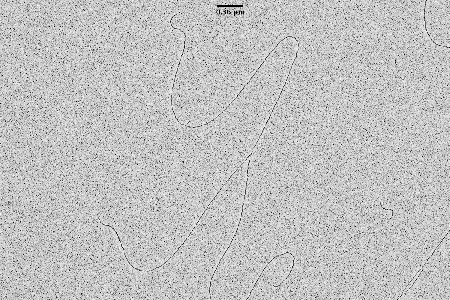 EM ACE600 전자 빔 코팅기로 낮은 각도의 회전 음영 처리 (low angle rotary shadowing)로 얻은 발아 효모 S.cerevisiae의 DNA 복제 포크 TEM 사진