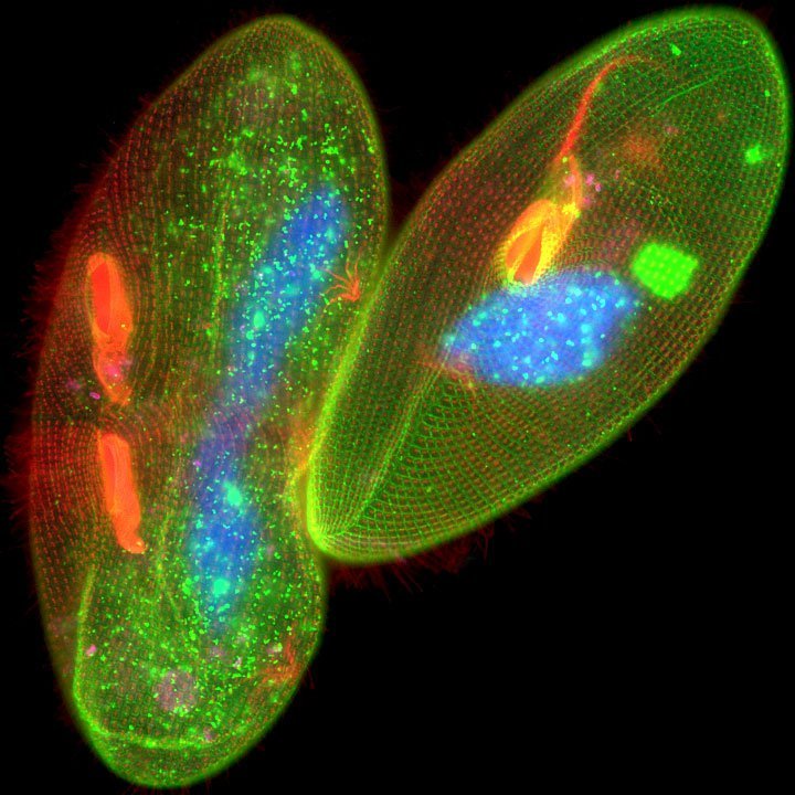 Paramecium expressing GFP-Epiplasmin. Polyglycylated Tubulin immunolabeled with Cy5. Nucleus stained with Hoechst 33258 (blue). Acquisition with LAS X. Specimen courtesy of Dr. A. Aubusson-Fleury; CGM-CNRS, France