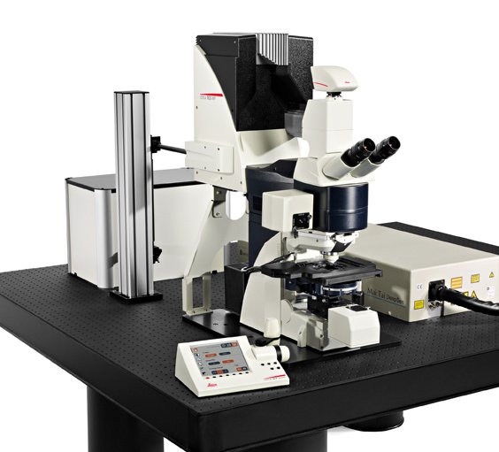 Leica TCS MP5 optimized for multiphoton imaging