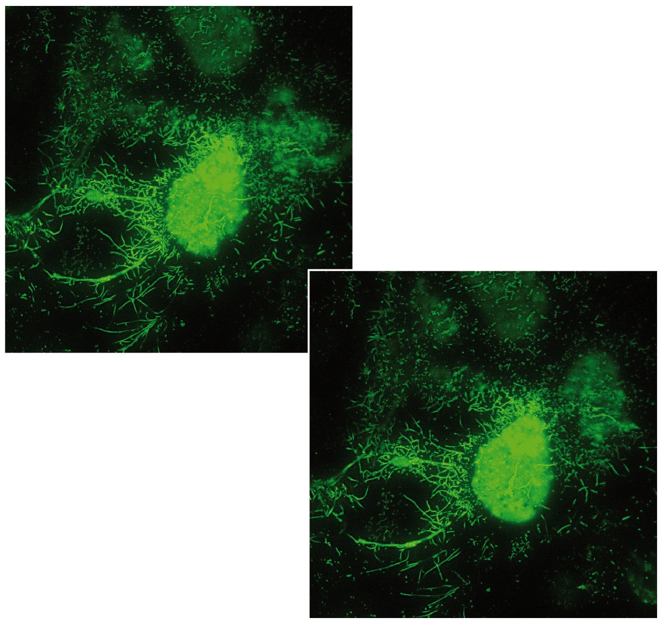 Leica DMI6000 B with Adaptive Focus Control Leica DMI6000 B with