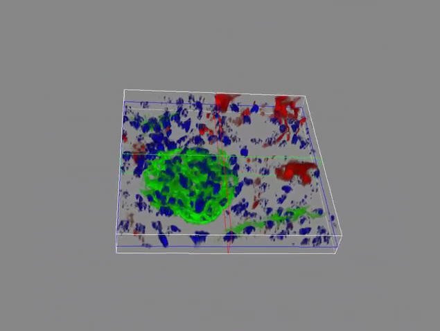 LAS X Widefield Systems Fluorescence Microscope System LAS X Widefield Systems Fluorescence Microscope System