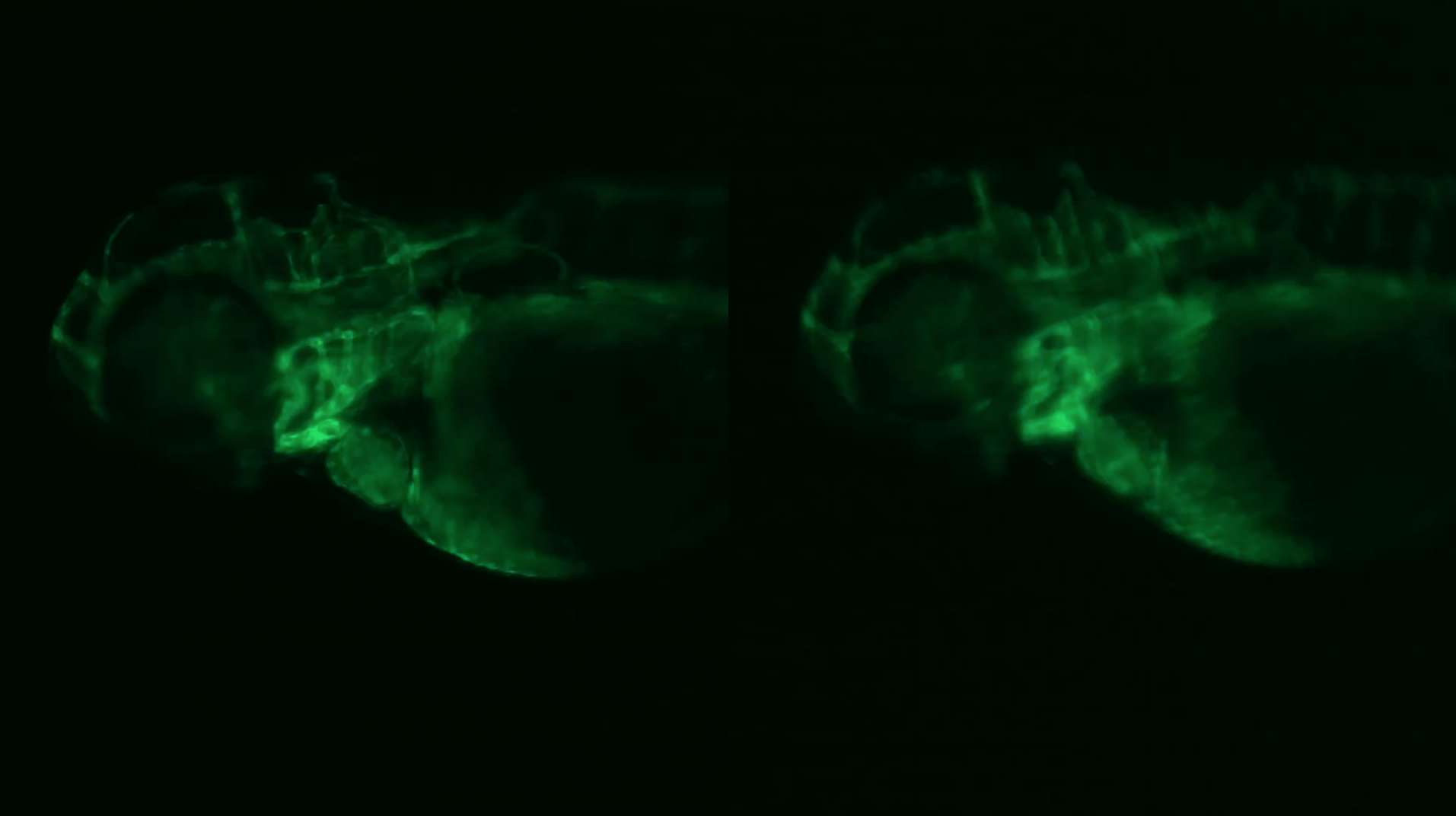How to Correct Aberration in Stereo Microscopy by Using the Right Objective Lenses