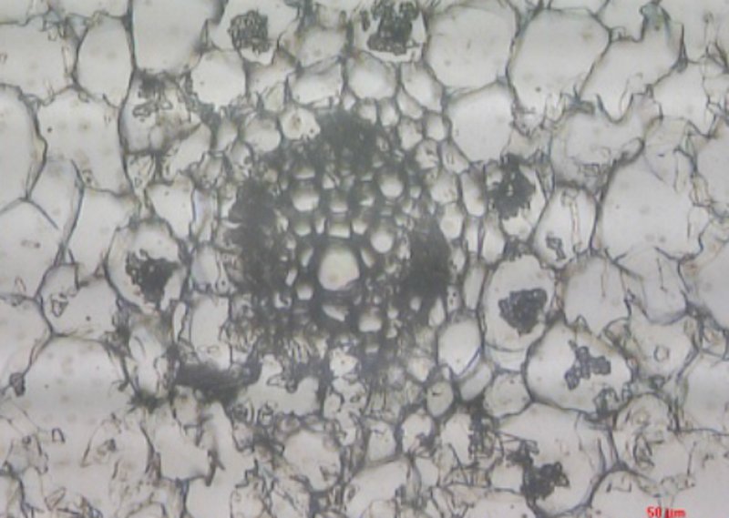  Fiorilli-Figure-1d.jpg