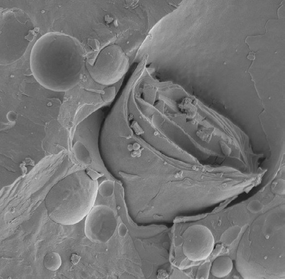 What is Freeze-Fracture Electron Microscopy?