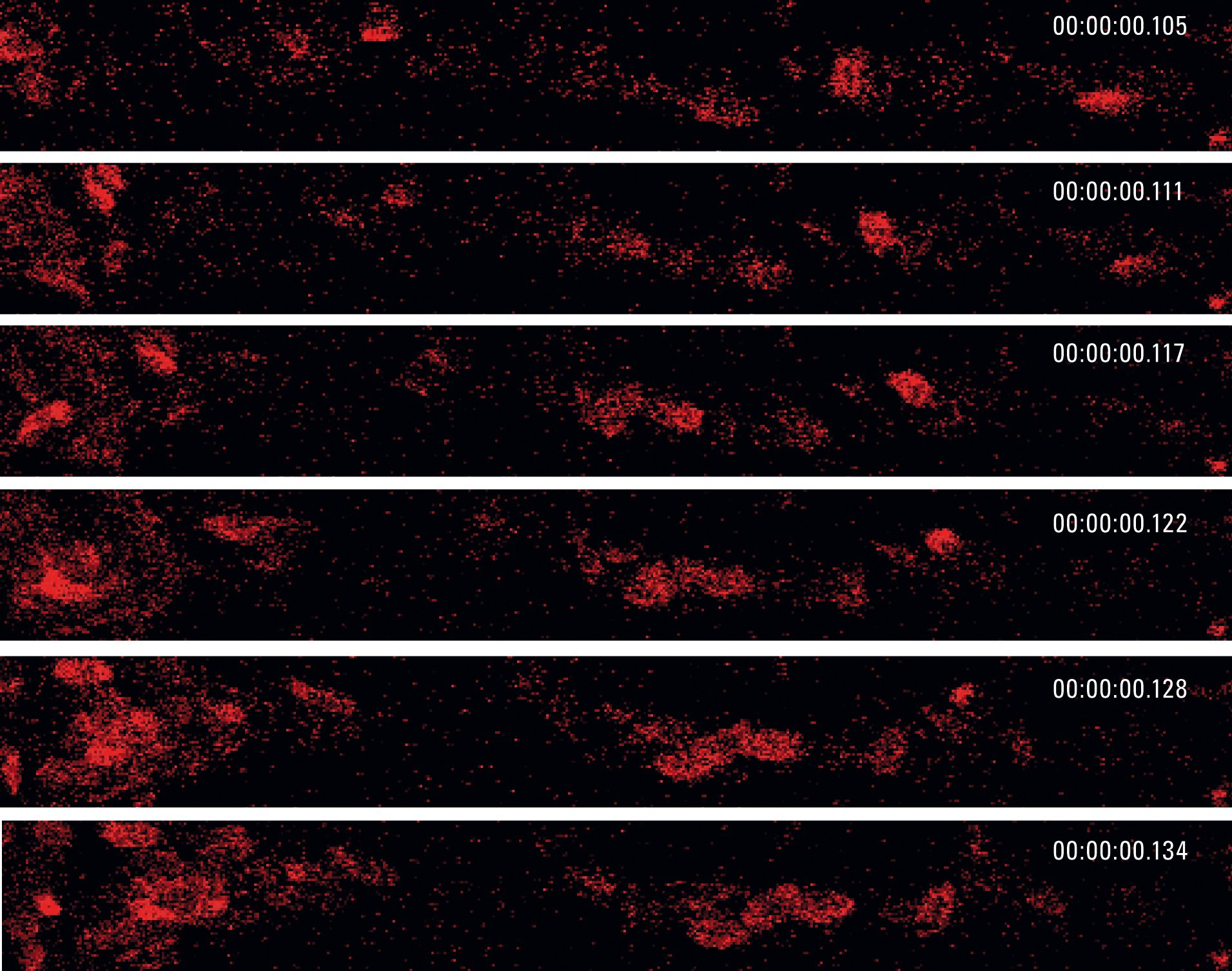 A time-lapse sequence of images showing red blood cells flowing in Zebrafish embryo. Fast imaging with Leica TCS SP5II OPO at 167 frames per second. Red blood cells expressed DsRed, imaged by near IR excitation.