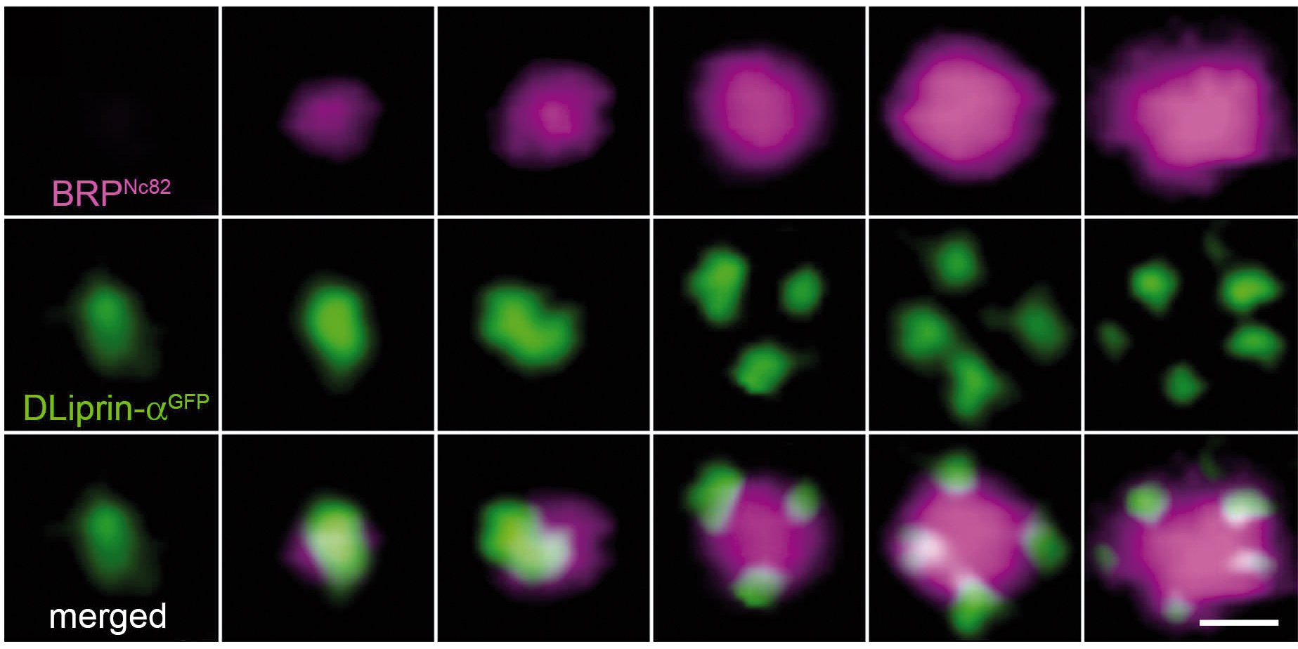 Six examples of synapses that show considerable structural rearrangement. Synapse core labeled by BRPNc82 and imaged confocal superimposed with Liprin-GFP superresolution images recorded with Leica TCS STED.