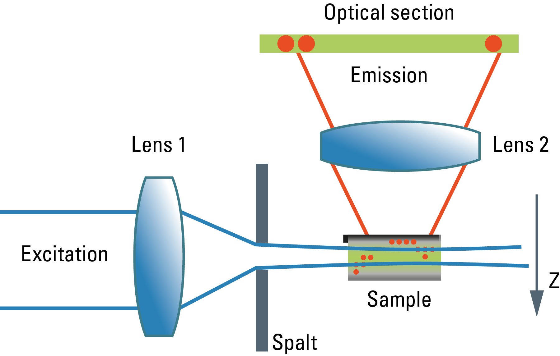 Confocal And Light Sheet Imaging