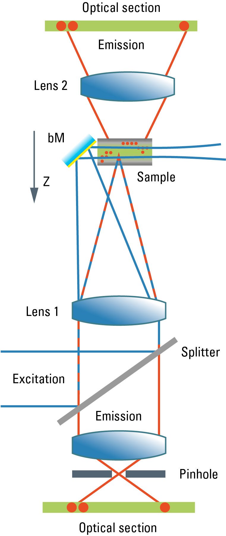 Confocal and Light Sheet Imaging Learn & Share Leica Microsystems