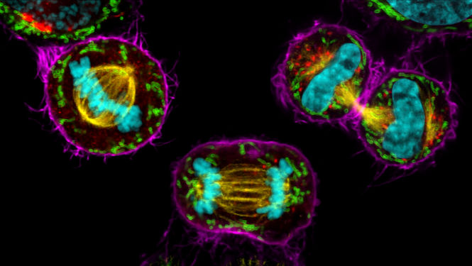 STELLARIS. Mitotic COS7 Cells – Cyan: H2B/Yellow: Mitotic Spindle/Red: Golgi/Green: Mitochondria/Magenta: Actin. COS7 mitotic cells. Chromatin (cyan, mCherry), mitotic spindle (yellow, EGFP), Golgi (red, Atto647N), mitochondria (green, AF532), actin filaments (magenta, SiR700). Sample courtesy: Jana Döhner, Urs Ziegler, University of Zürich; cells expressing mCherry were a kind gift of Daniel Gehrlich. SiR was a kind gift of Spirochrome