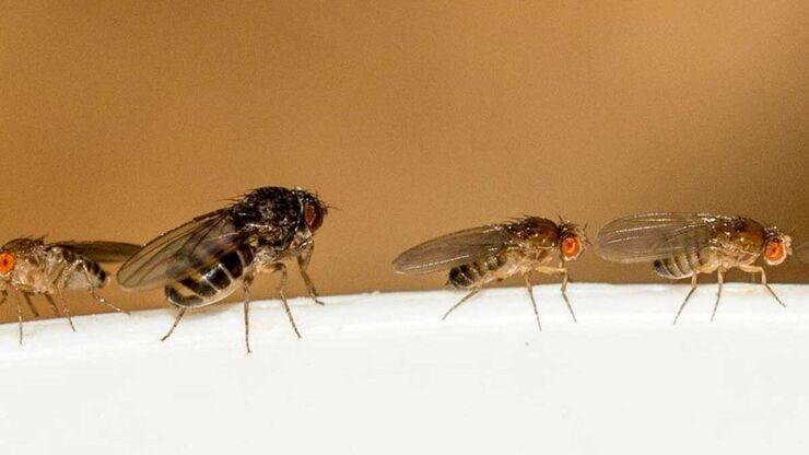 Drosophila melanogaster fruitflies perching on the brim of a bowl of sour dough and waiting for their chance. Image Courtesy: Ursula Gönner, Dolgesheim (Germany).