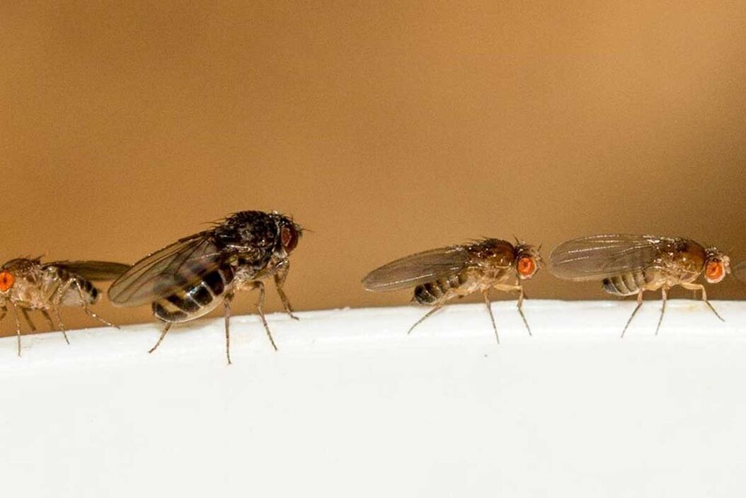 Drosophila melanogaster fruitflies perching on the brim of a bowl of sour dough and waiting for their chance. Image Courtesy: Ursula Gönner, Dolgesheim (Germany). drosophilia-goenner-teaser.jpg