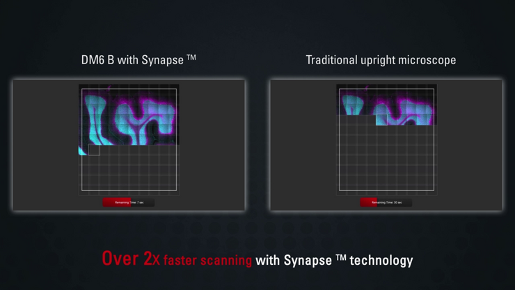 Fast Mosaic imaging of rat brain tissue with DM6 B equipped with SynapseTM controller.