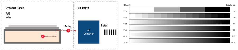 Fig. 1: Dynamic Range vs. Bit Depth: The dynamic range of a sensor refers to its ability to simultaneously record low- and high-intensity signals. This goes back to its pixels’ FWC and its noise properties. A high FWC is good for the quantification of high intensity signals where many photons strike the pixel. On the other hand, a low noise is required  for the detection of low intensity signals. Whereas the dynamic range mainly refers to the characteristics of pixels, bit depth is a property of the AD converter. The greater the bit depth, the better the full dynamic range of an image can be resolved. With a 2-bit AD converter, a digital imaging sensor can output 4 grey levels, with a 4-bit AD converter 16 gray levels, etc. 